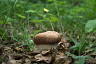 Саратовцы в грозу собрали благородные грибы  